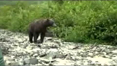 Tourists charged by grizzly bear in Alaska