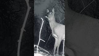 (MY FIRST TRAIL CAM CAPTURE !!!) #Shortfeed #Shorts