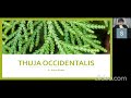 Thuja occidentalis  arbor vitae  part 1   materia medica  allen keynotes