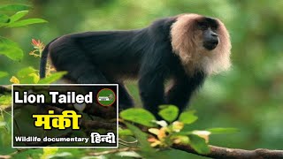 Indian Lion Tailed monkey Animal Planet हिन्दी डॉक्यूमेंट्री Wildlife documentary in Hindi