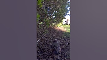 Robin collecting nesting material