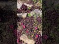紅色のオキザリス#garden #gardening #花壇#spring #flowers #ガーデン