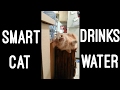 Smart cat drinks water