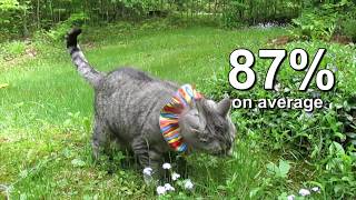 Birdsbesafe®: Protecting Birds from Cats with Proven Product by birdsbesafe 21,708 views 7 years ago 1 minute, 50 seconds