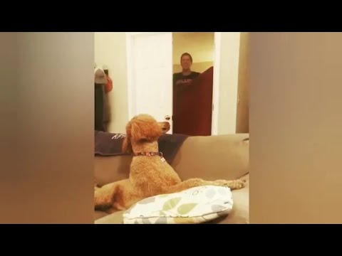 Vídeo: Whatthefluff Magic Trick For Dogs Se Torna Viral