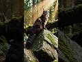 Alone in the Wild 👌 Cat Survival Story in 24 Seconds  #shorts #cats #youtubeshorts #trending #viral