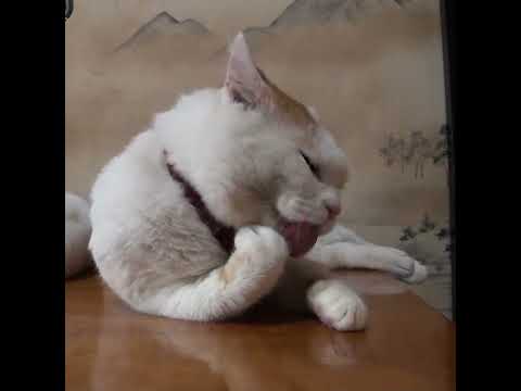 2011年の毛づくろい