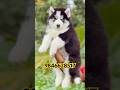 Husky puppies available in kerala #shorts