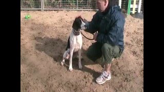 Dogs at Many Tears stuck in rescue kennels by nusinov 10,617 views 16 years ago 6 minutes, 59 seconds