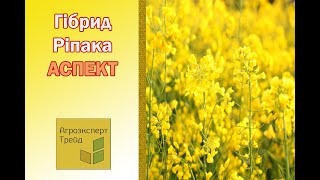 Озимый рапс Аспект 🌾, описание гибрида 🌾 - семена в Украине/Озимий ріпак Аспект 🌾 , опис гібрида