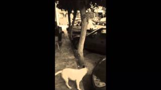 My Bullterrier Parkour 2