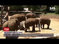 Новини світу: ізраїльський зоопарк показав відео, як слони захищають дитинча від ракетних атак