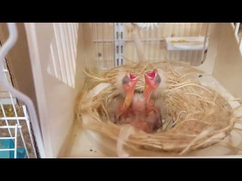 Lizard chicks ( video 1 )