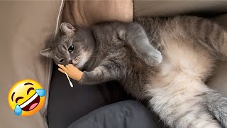 FUNNY CATS COMPILATION 2024 🤣 | Funny cats ever 😃