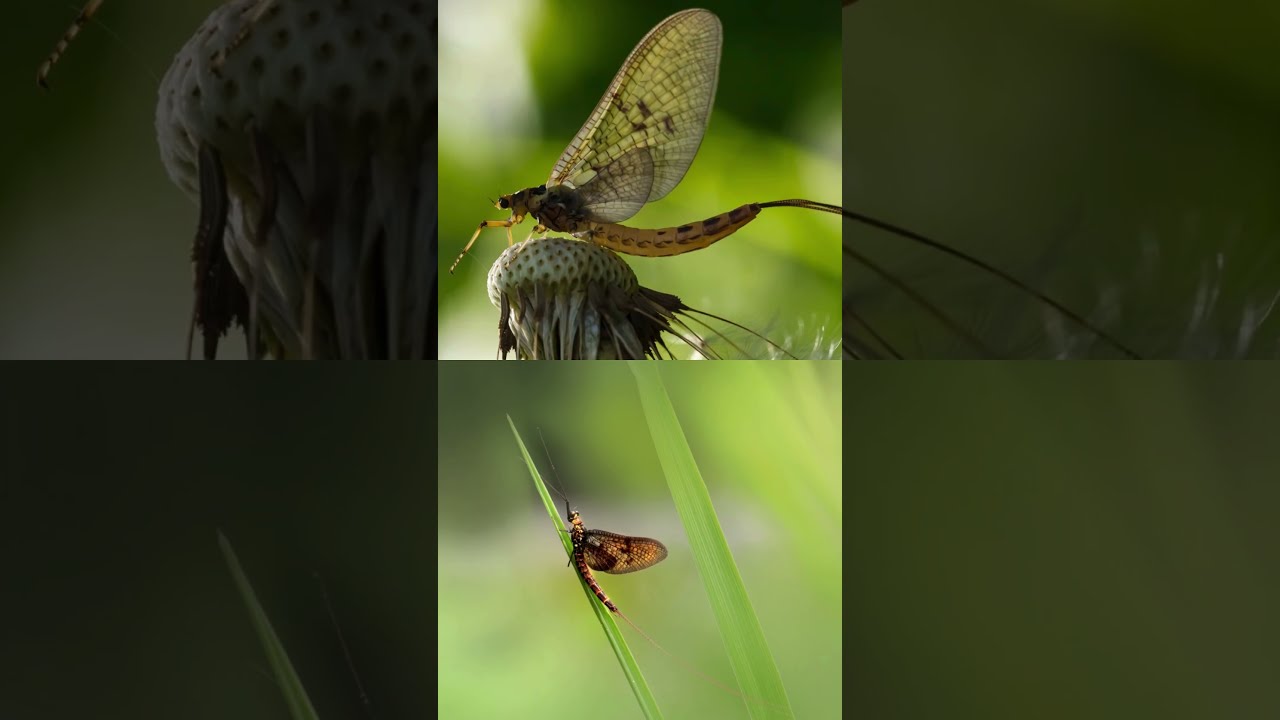 Nature S Aerial Dance MayflyFacts 24HourLife AquaticNymphs