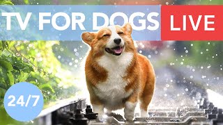 TV for Dogs! Chill Your Dog Out with this 24/7 TV and Music Playlist! - best music for dogs to relax