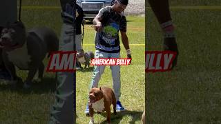 American bully #americanbully #abkc #bulldog #puppy #public #dog