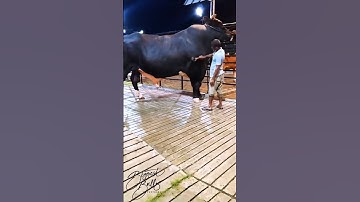 Sapi Terbesar dan Ras Sapi Tertua di Dunia #sapi #animals #cow #cowvideos