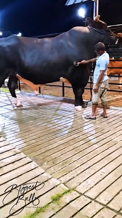 Sapi Terbesar dan Ras Sapi Tertua di Dunia #sapi #animals #cow #cowvideos
