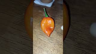 Famous country cookin with Casey my husband just picked this from our garden ❤️🙏// thank you to my brother Wealth