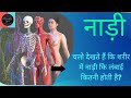 नशों कि लंबाई कितनी होती है? Nashon ki kitna lambae hoti hai? #धमनी #शिरा
