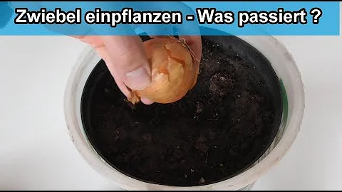 Kann man Zwiebeln aus Zwiebeln ziehen?