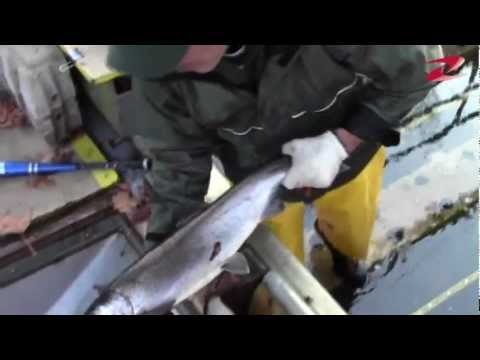 Video: Den Uvanlige Fisken Overrasket Forskere - Alternativ Visning