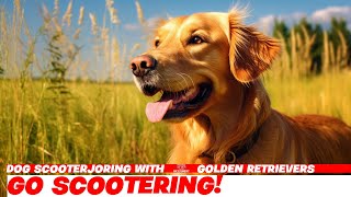 Dog Scooterjoring with 3 Golden Retrievers