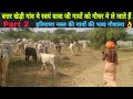 Part 2 इतनी अच्छी व्यवस्था किसी गौशाला मे नहीं मिलेगी Top beautiful Haryana Desi Cows भव्य गौशाला