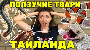 КТО ЗАЛЕЗАЕТ В КВАРТИРЫ ТАИЛАНДА 🐜 ползучие твари 🐍 с кем мы живём на ПХУКЕТЕ 😱