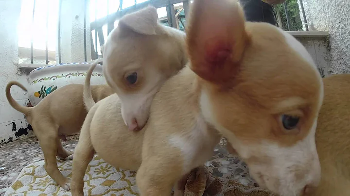 The sweetest minute of your life. Podenco Puppies!