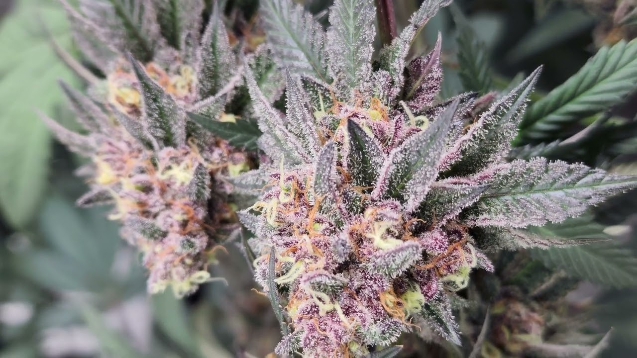 Week 7 flower indoor grow tent