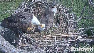 SWFL Eagles ~ M15 Brings Harriet A Squirrel For Thanksgiving Day Brunch ? 11.26.20