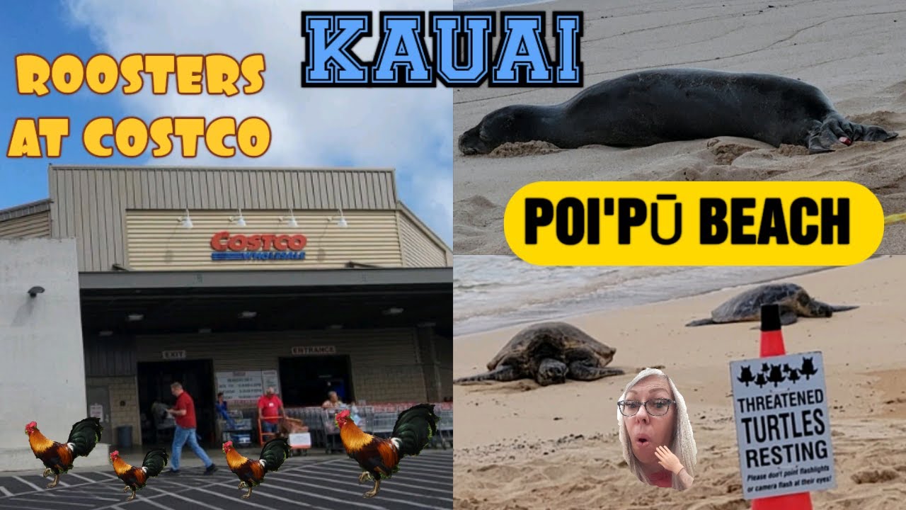 kauai-s-tree-tunnel-feral-fowl-at-costco-turtles-and-a-monk-seal-at