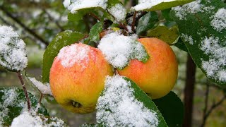 Россия потеряет треть урожая фруктов из-за майских заморозков