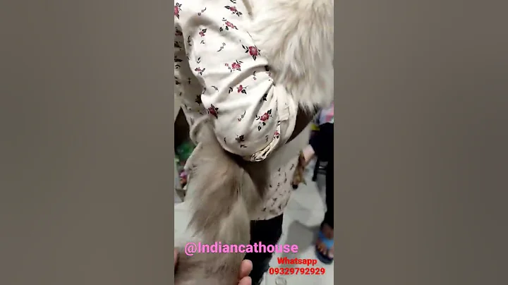 Watch the video about Pure Quality Himalayan Adult Male Available More details Please Whatsapp 09329792929