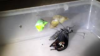 Butterfly born baby 20130914 043949 00 Bhalerao Building