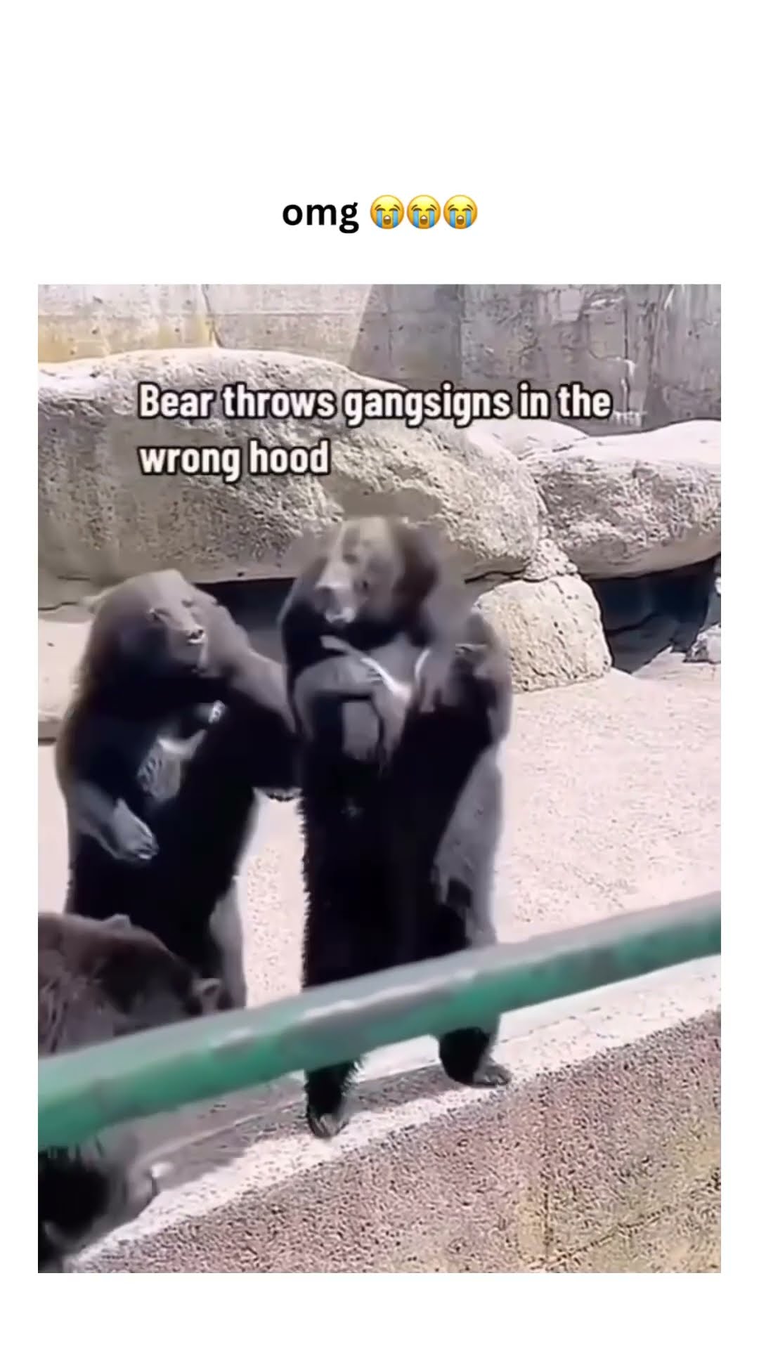 Bear throwing up the signs he wasn’t ready for the pressure
