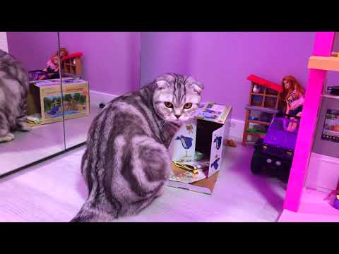 КОТ МАЖОР и SYLVANIAN. КОТ МАЖОР и SYLVANIAN.