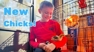 Getting our NEW CHICKS! by The Little Farm 37 views 2 months ago 1 minute, 48 seconds