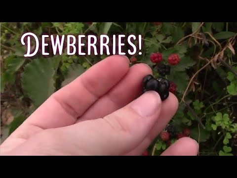 Video: Care Of Dewberries - Saznajte više informacija o sadnji dewberry