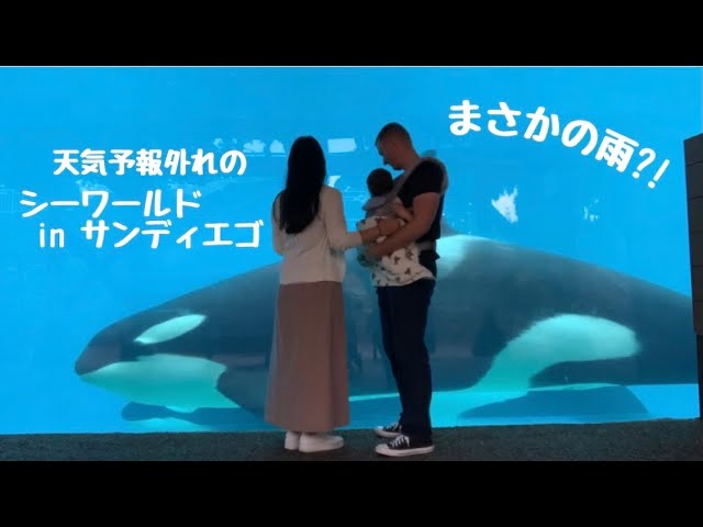 天気予報外れの雨の日のシーワールドinサンディエゴ Youtube