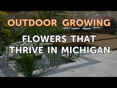 Video: Flores para los veranos de Michigan: cultivo de flores de verano tolerantes al calor