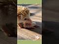 #animal #animals #pets #cute #hedgehog #funny #shortvideo #shortsvideo #shorts #subscribe #fun