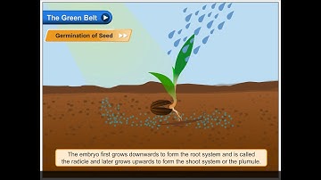 Germination of Seed | Environmental Studies Class 5