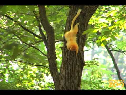 Cute Monkeys Adapting to Trees Outside at Brookfie...