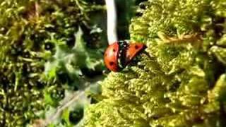Sex (7-spot Ladybirds) Ladybirds mating