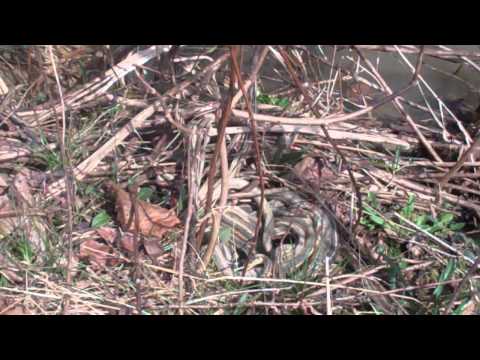Garter Snake Mating Ball