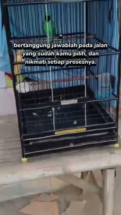 nikmati setiap prosesnya..#viralvideo #trending #fyp #tiktok #shorts #birds #katakatabijak #short