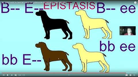 gene interactions, penetrance, expressivity